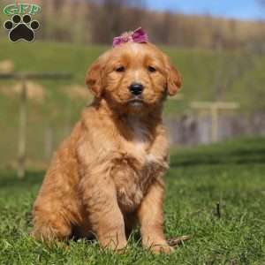 Rose, Golden Retriever Puppy